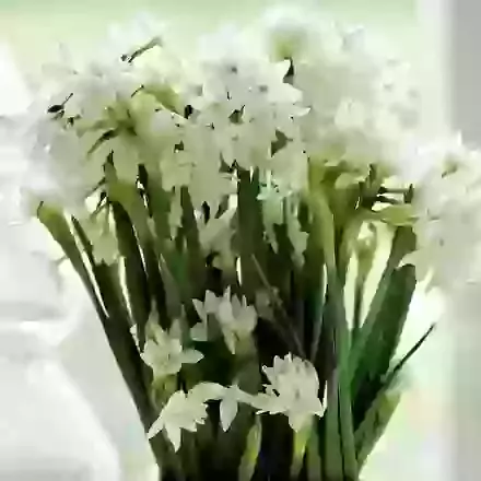 Paperwhite Grandiflora Ziva